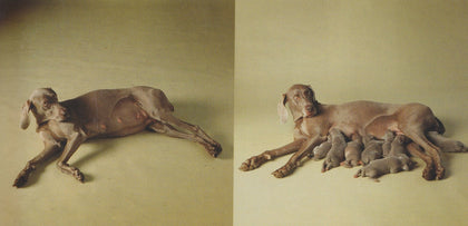 Fay - William Wegman (1999)